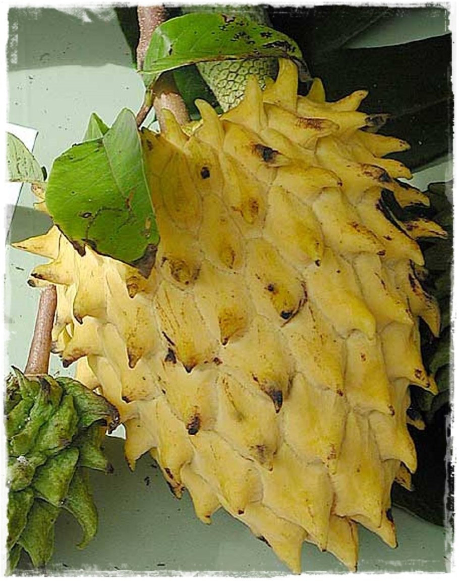 Роллиния (Бириба)