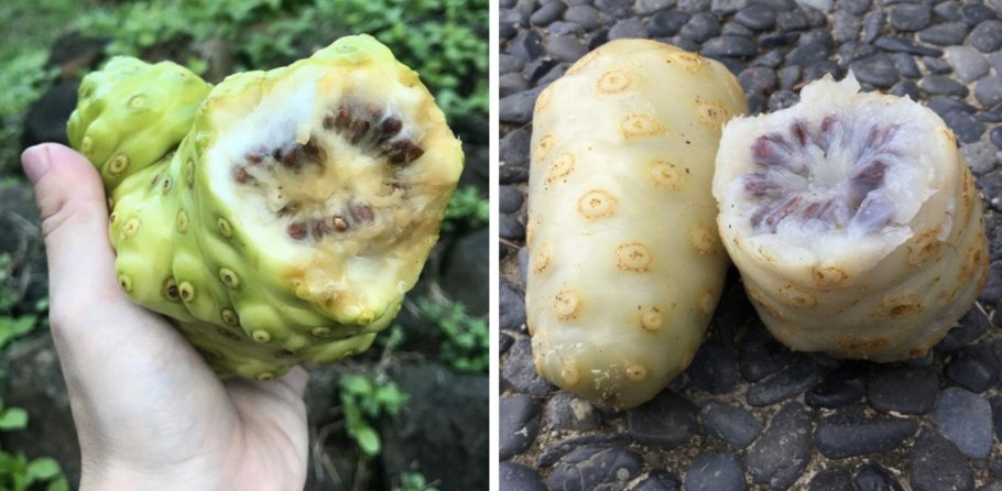 Роллиния (Бириба)