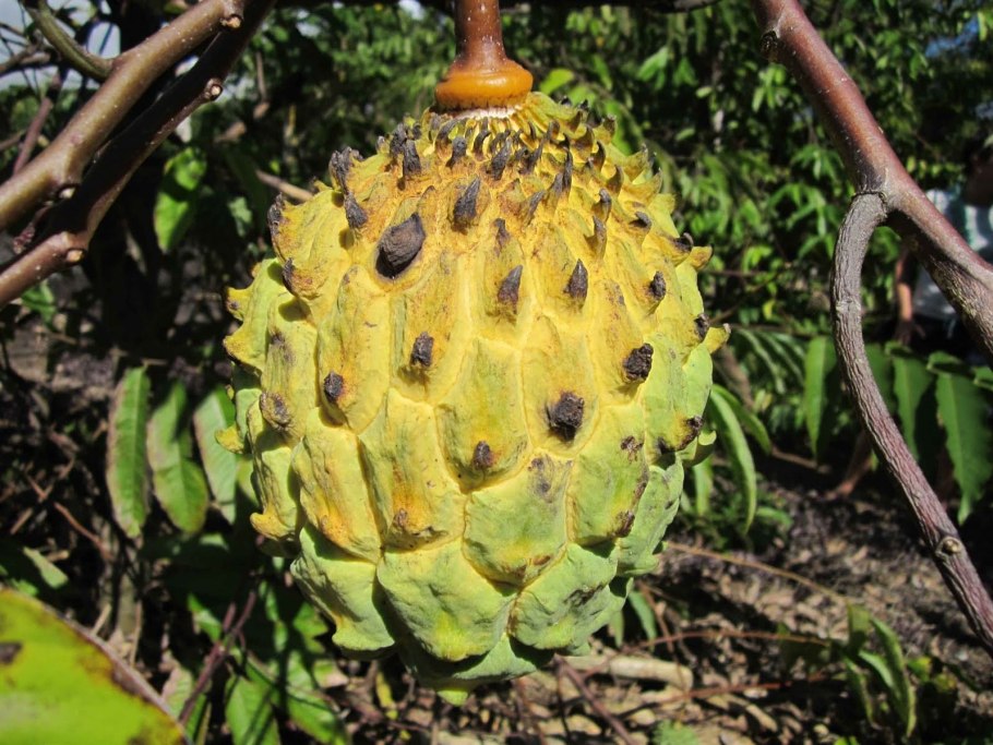 Бириба дерево