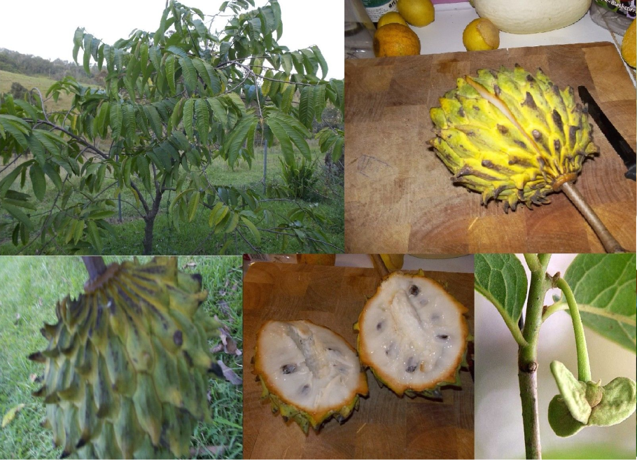 Сок роллиния слизистая