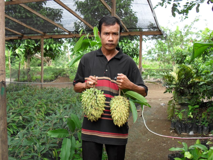 Бириба растение