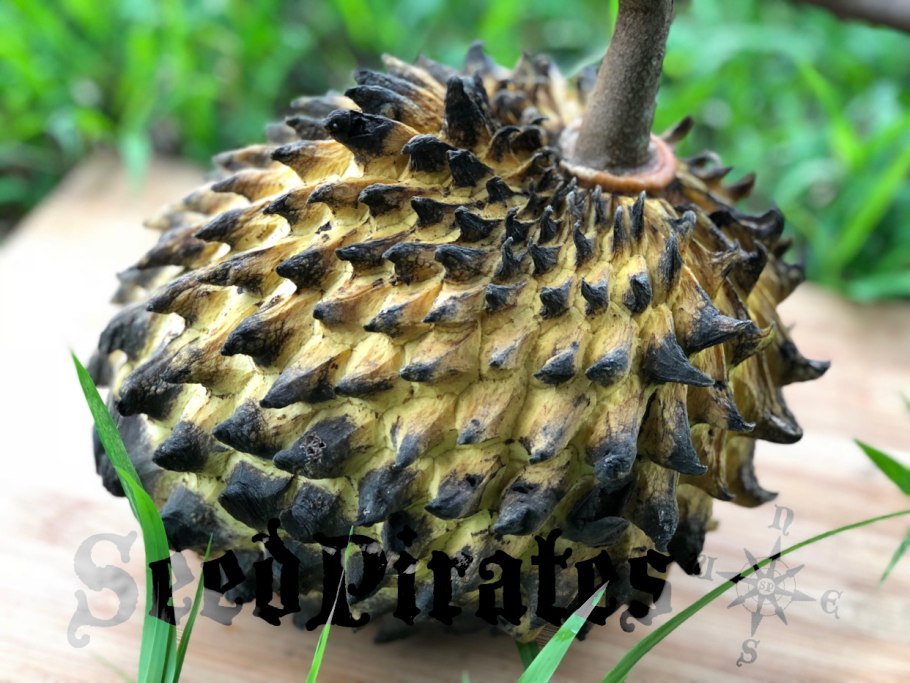 Необычные фрукты роллиния