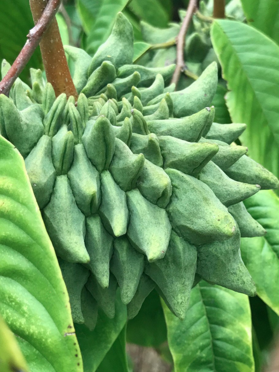 Роллиния фрукт