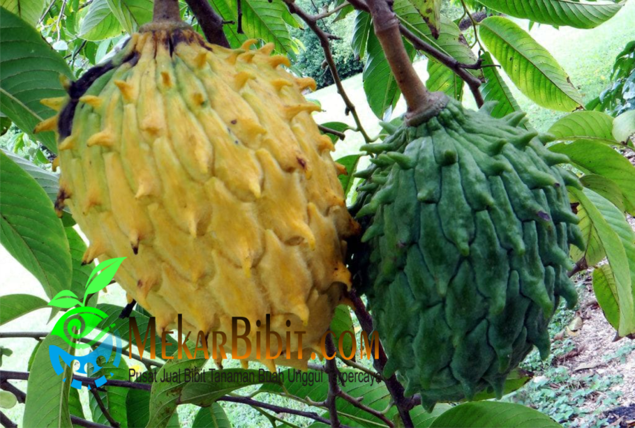 Бириба дерево