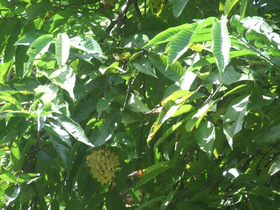 Бириба дерево