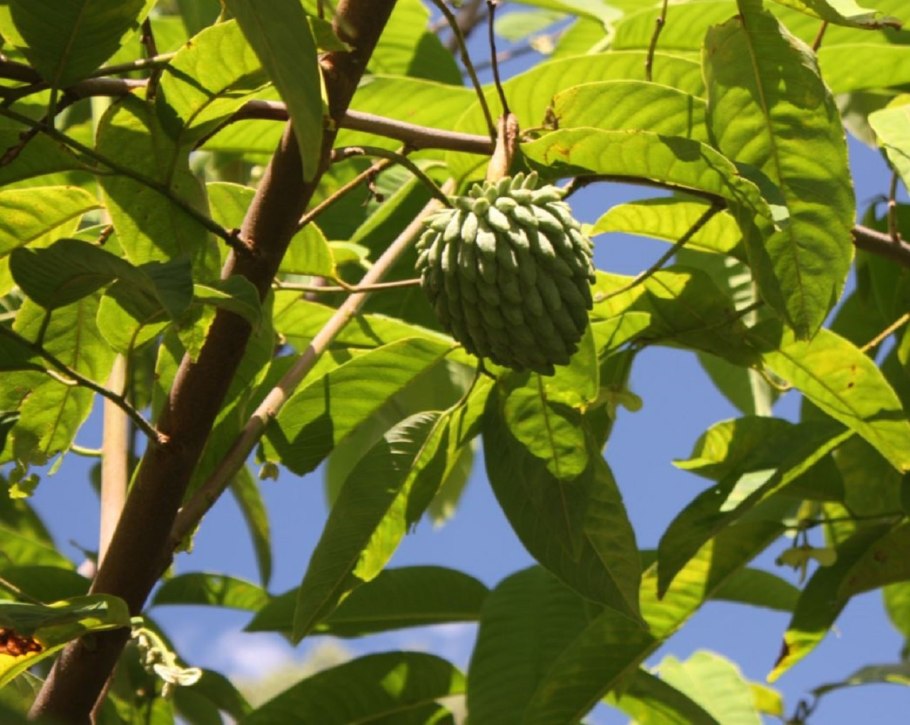 Бириба фрукт