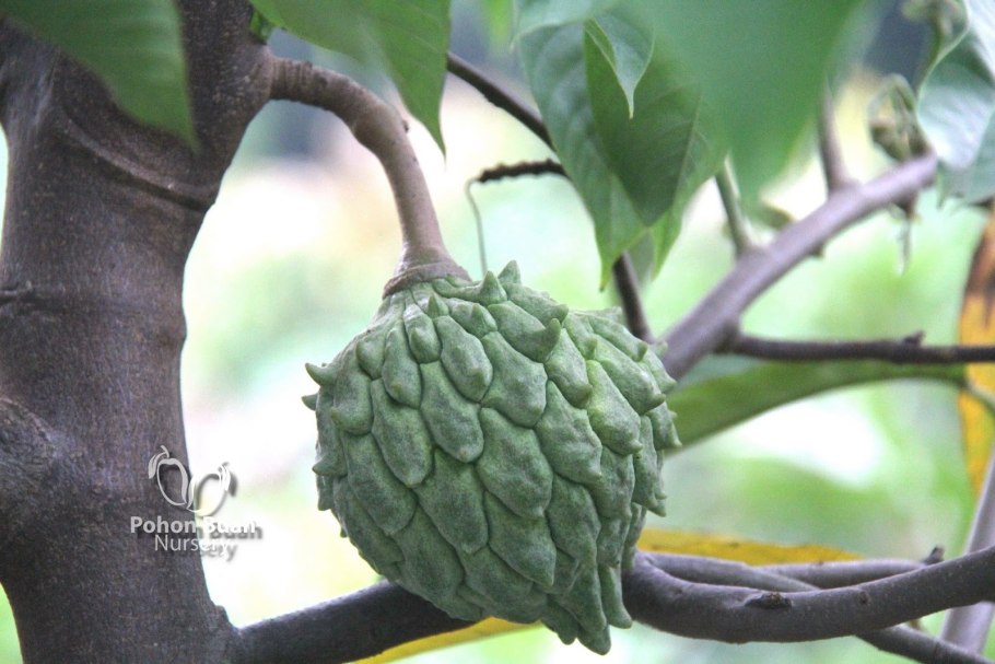 Аннона сахарное яблоко