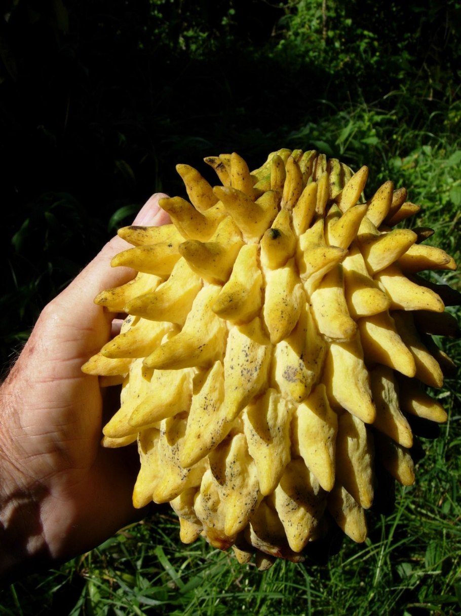 Фрукты Тайланда рамбутан