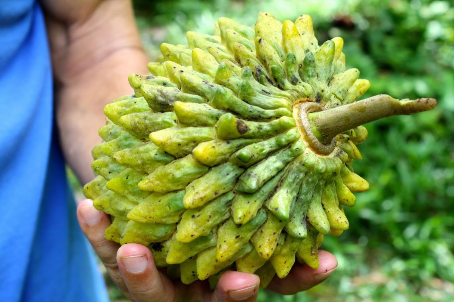 Annona sylvatica