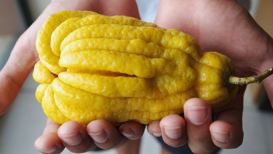 Цитрон пальчатый рука Будды