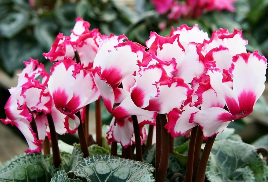 Цикламен гибридный