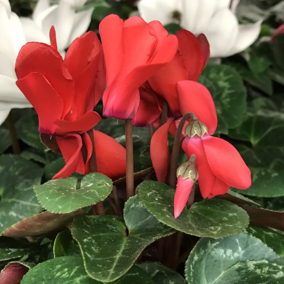 Цикламен Арлекин персидский