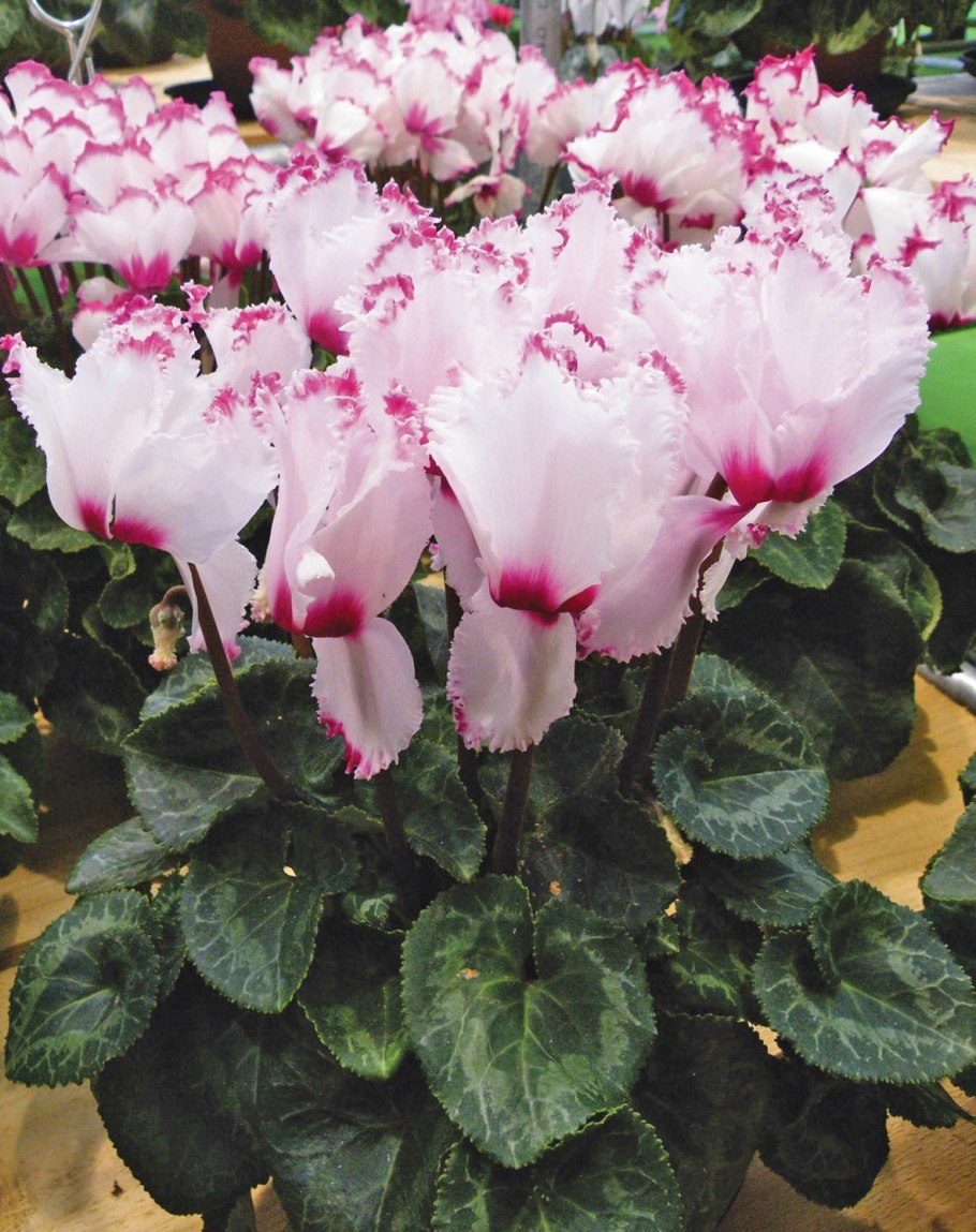 Цикламен Азалия