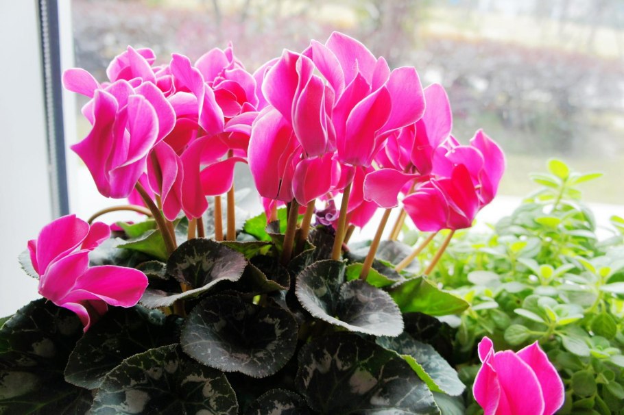 Цветок цикламен персидский