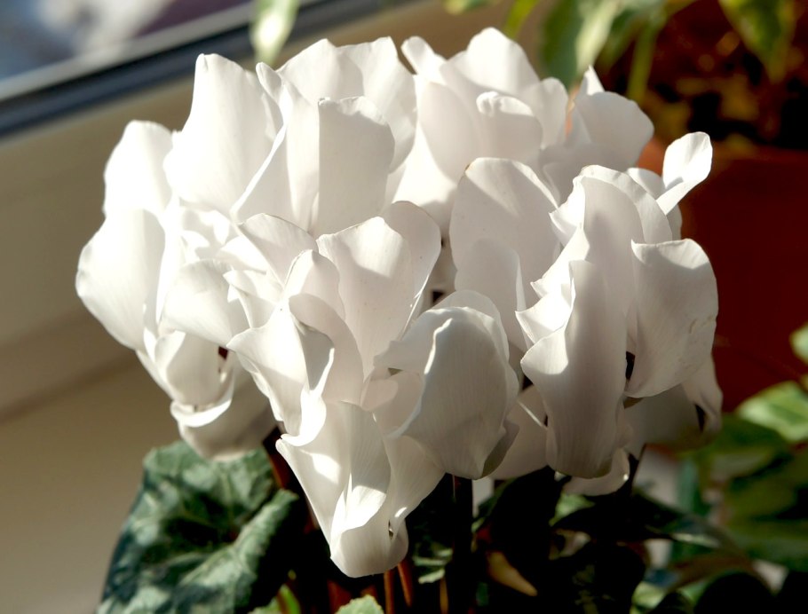 Цикламен персидский аполлон