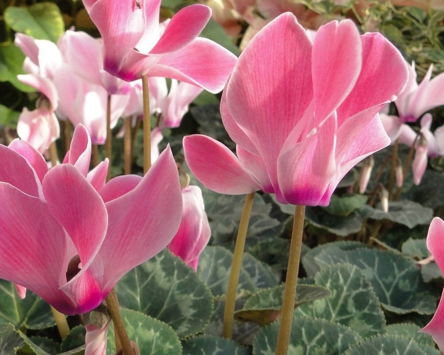 Растение цикламен