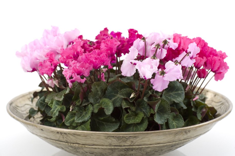 Цикламен Арлекин персидский