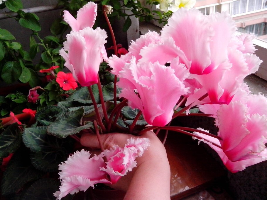 Цикламен персидский Рой