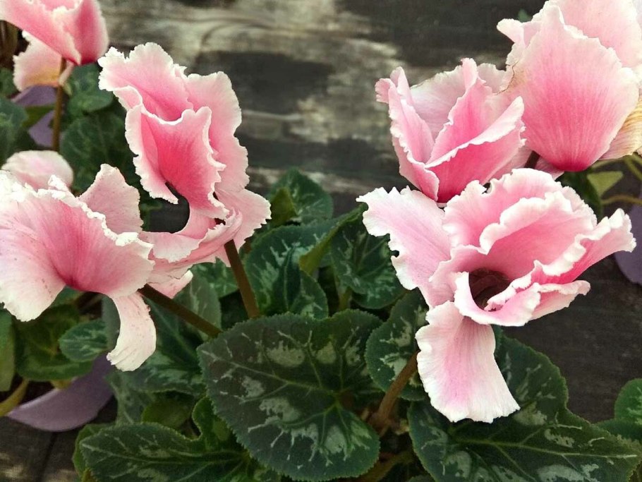 Цикламен персикум