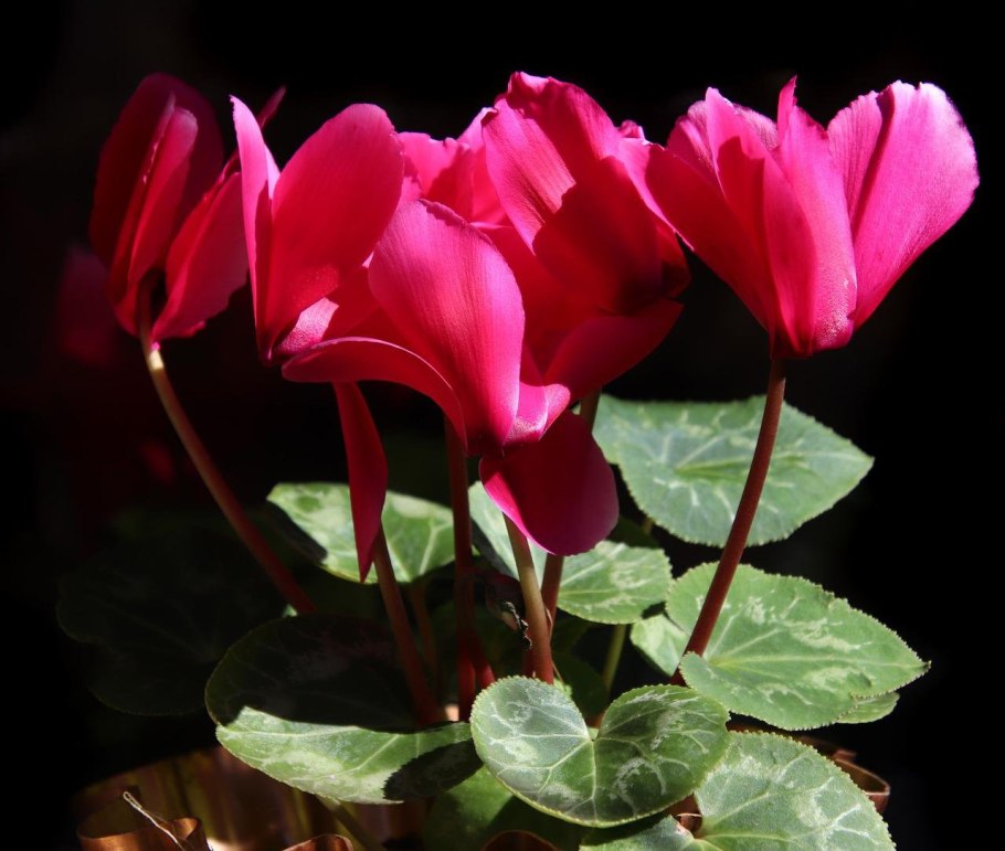 Цикламен цветок европейский