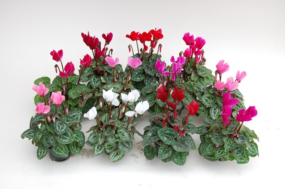 Горшечное растение цикламен