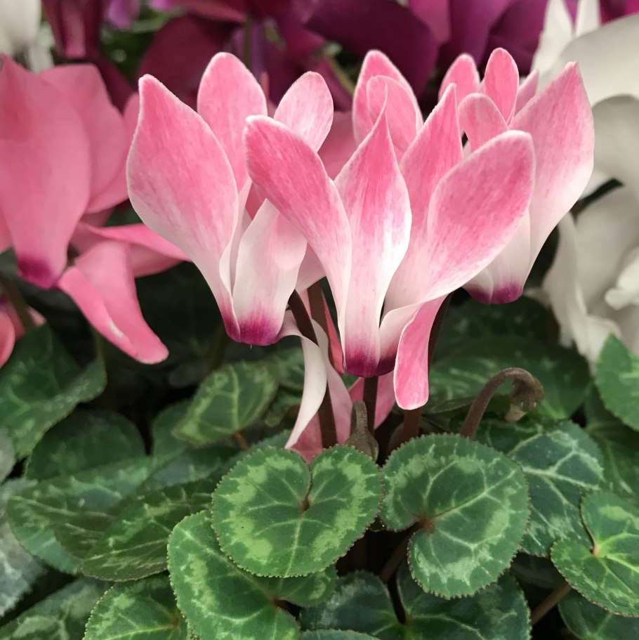 Цикламен персидский (Cyclamen persicum