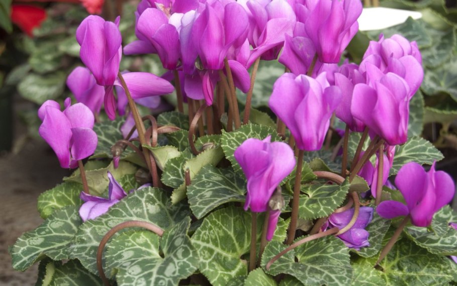 Цикламен персидский Агава