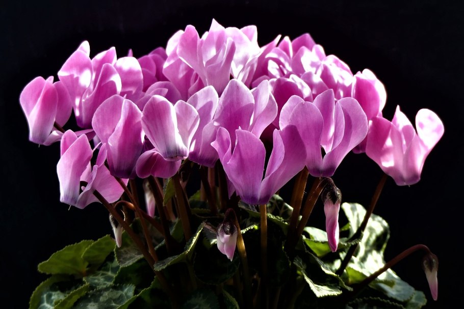 Цикламен цветок