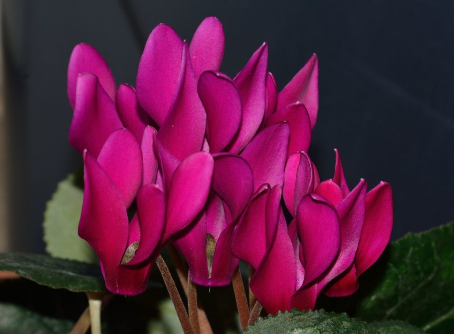 Цикламен фуксия