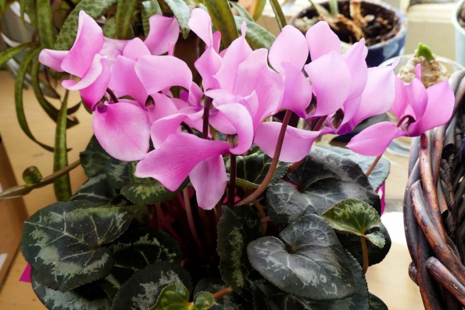 Цикламен цветы