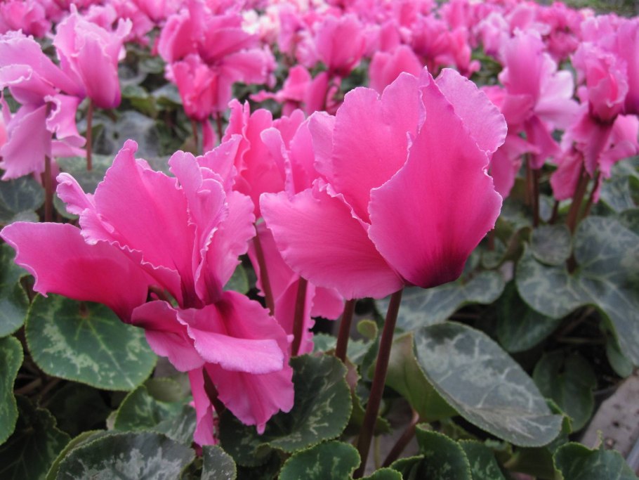 Цикламен персикум