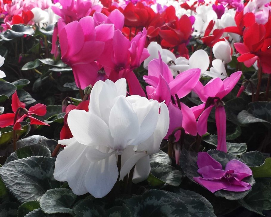 Европейский цикламен