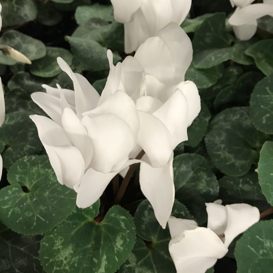 Белый цикламен