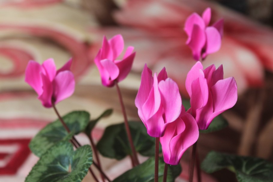 Цветок цикламен