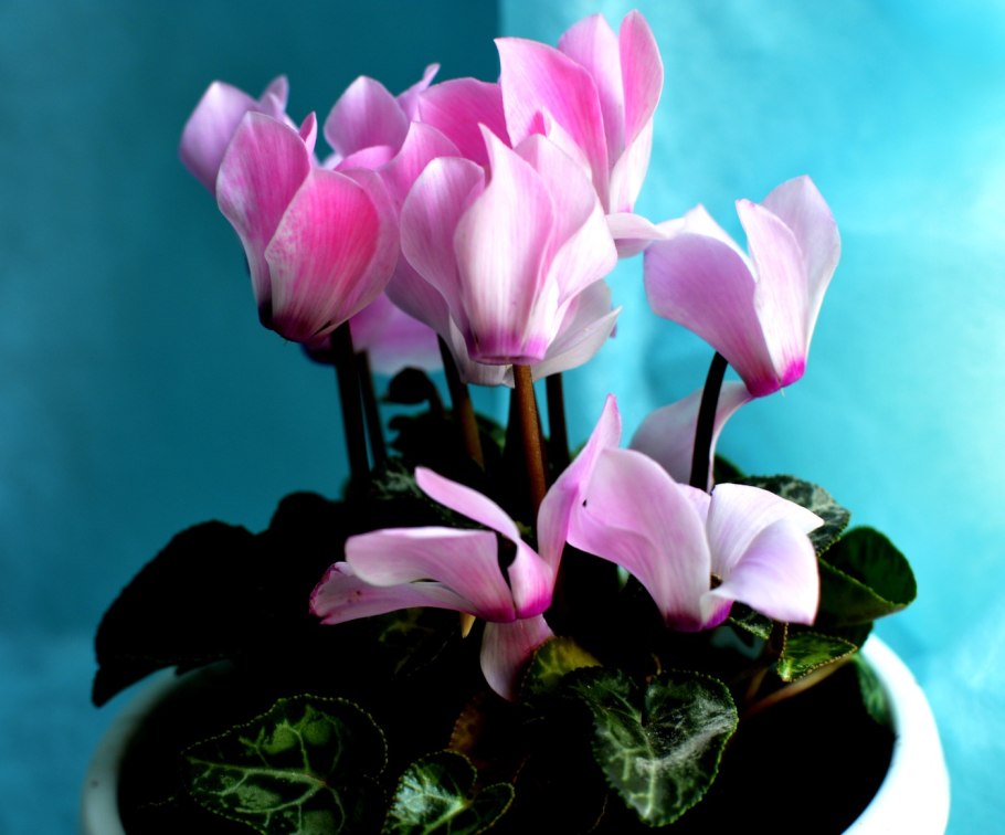 Комнатные цветы цикламен