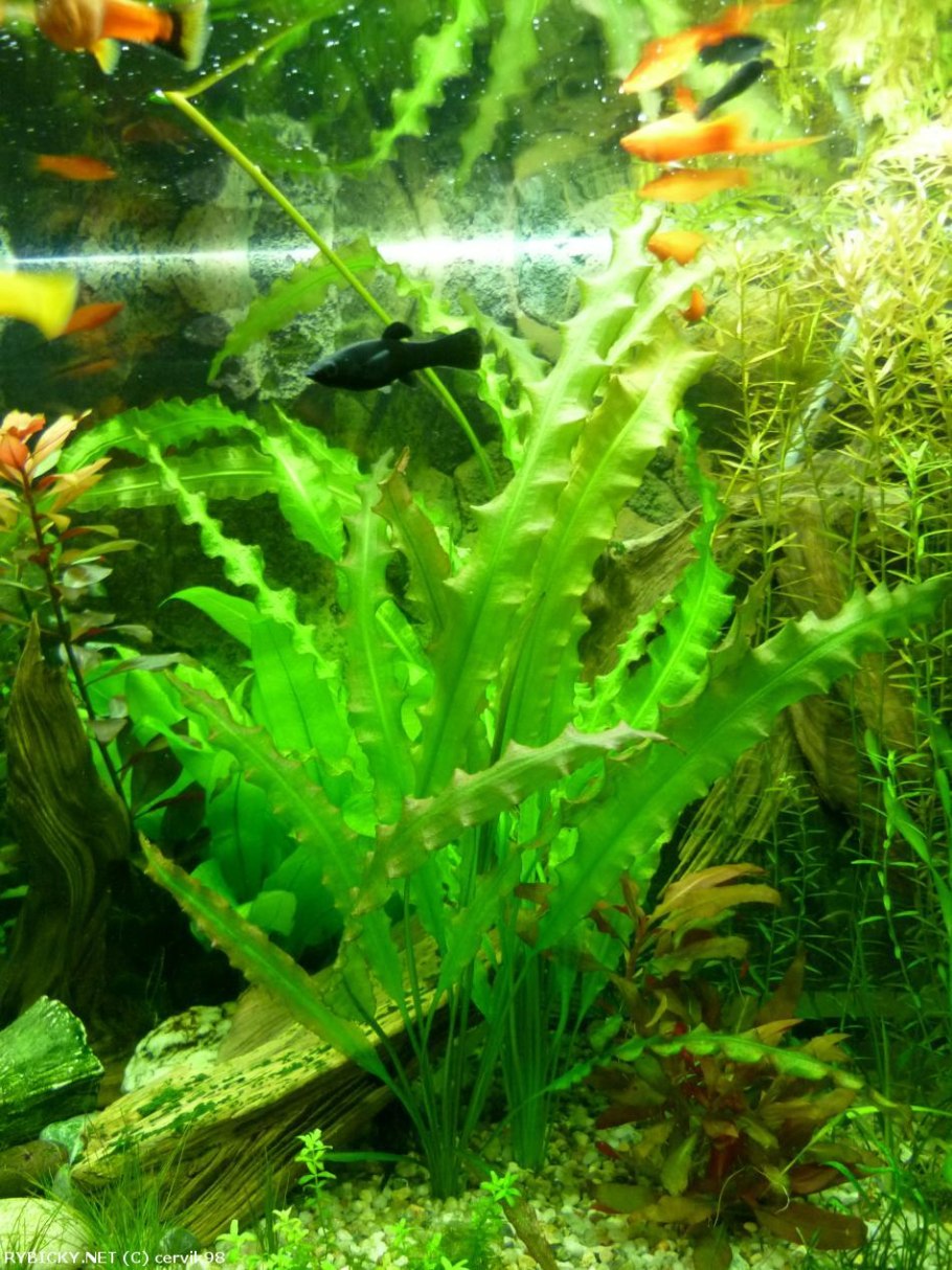 Апоногетон аквариумное растение