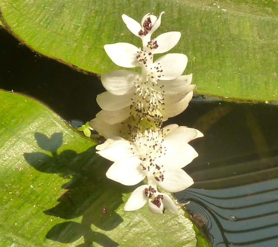 Апоногетон аквариумное растение