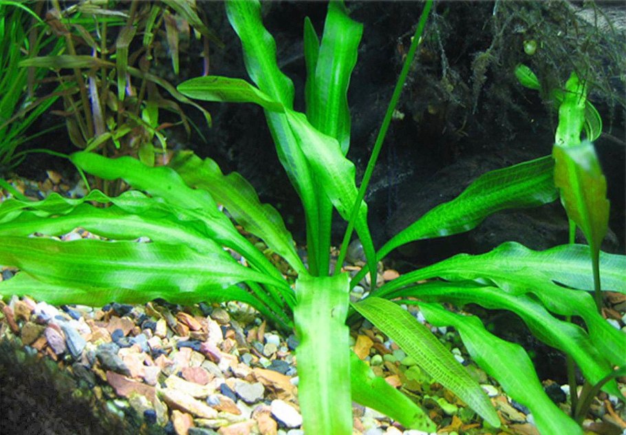 +Aponogeton +abyssinicus