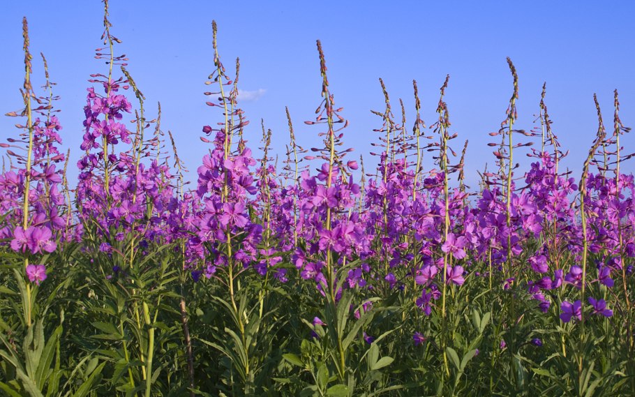 Иван-чай узколистный (кипрей узколистный)