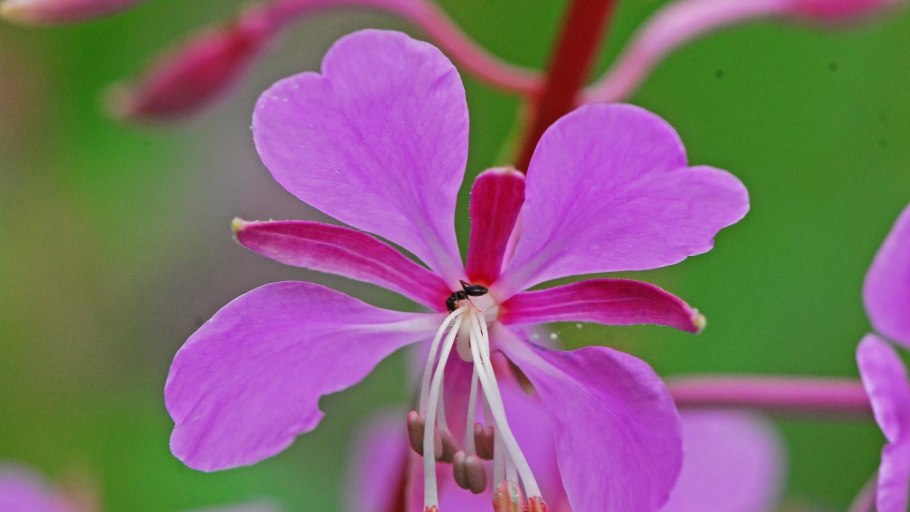 Иван-чай узколистный растения