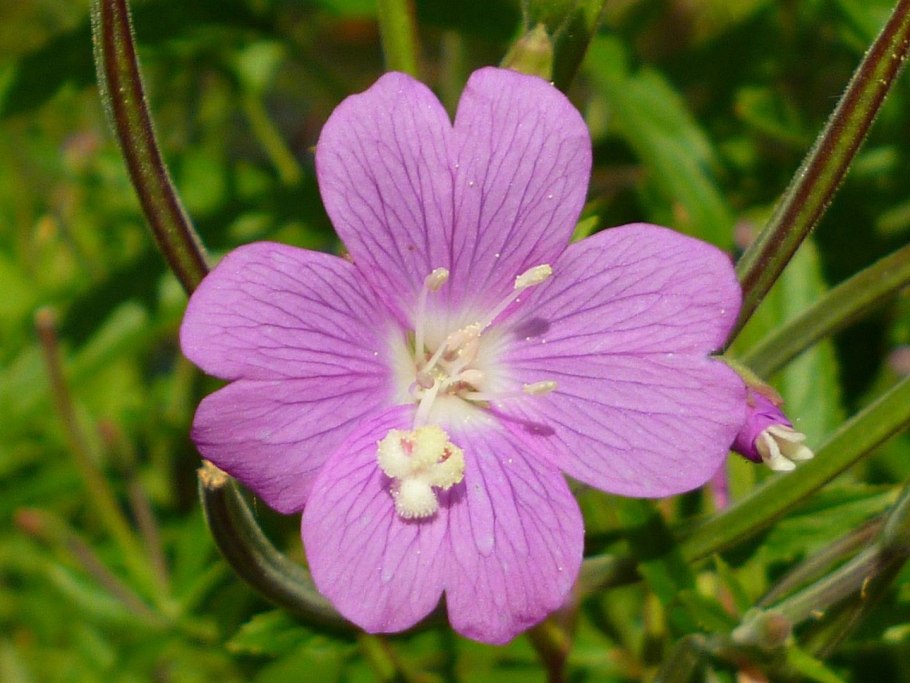 Цветение кипрея