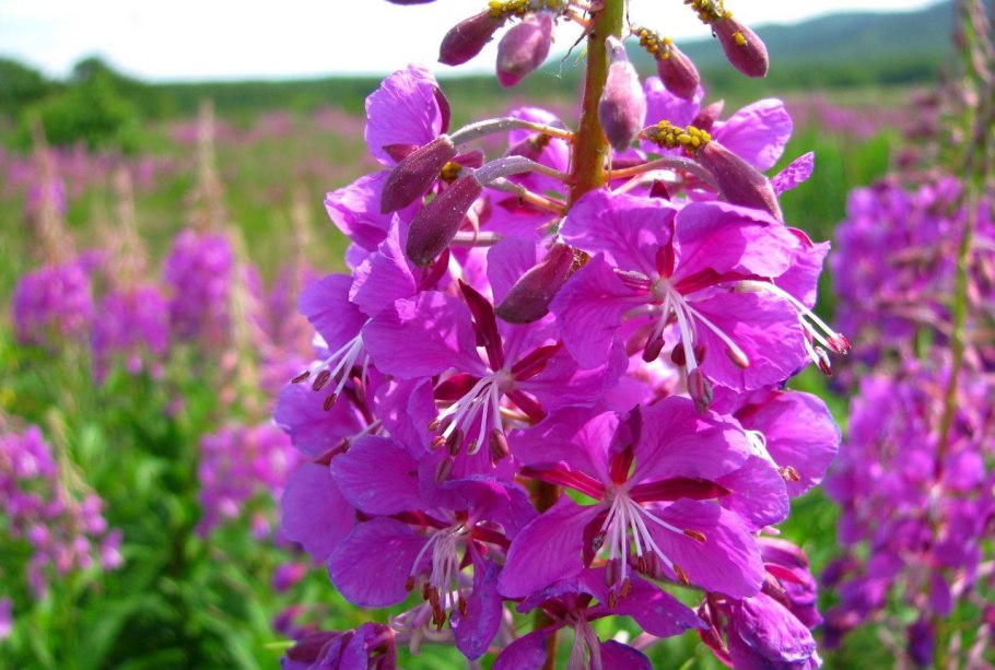 Кипрей узколистный Иван-чай