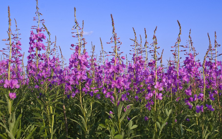 Цветение Иван чая в Подмосковье