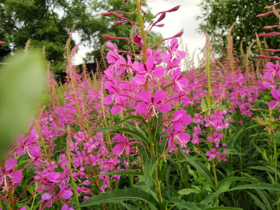 Кипрей узколистный