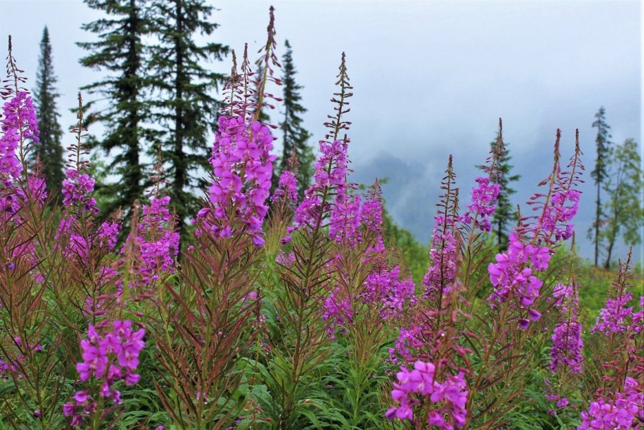 Иван-чай узколистный