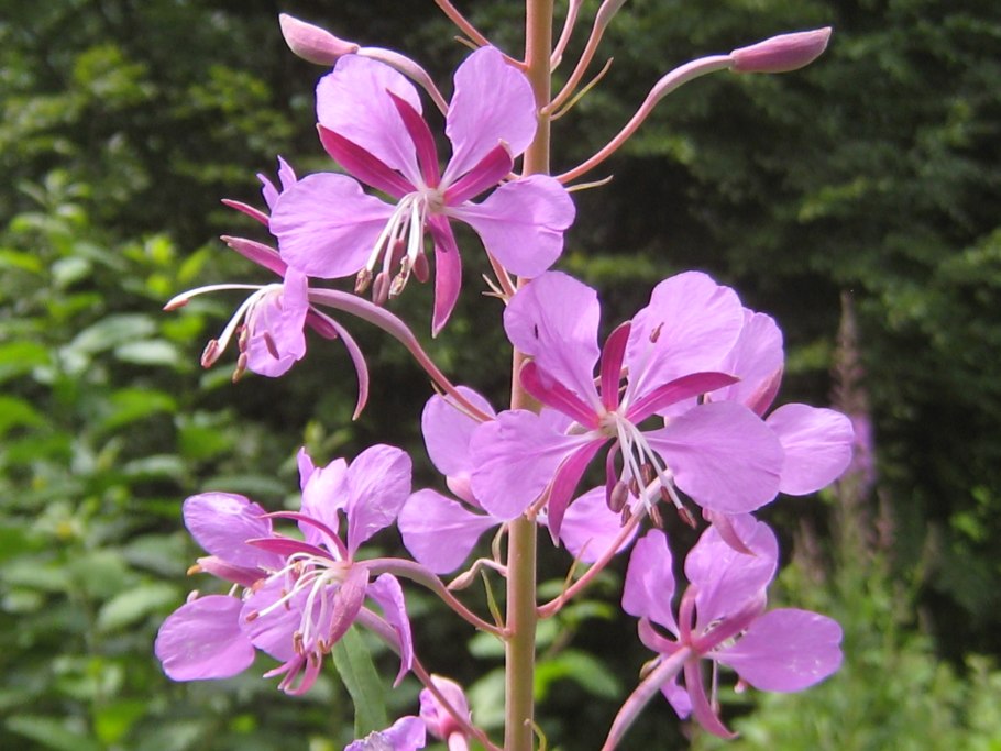 Трава медонос Иван чай