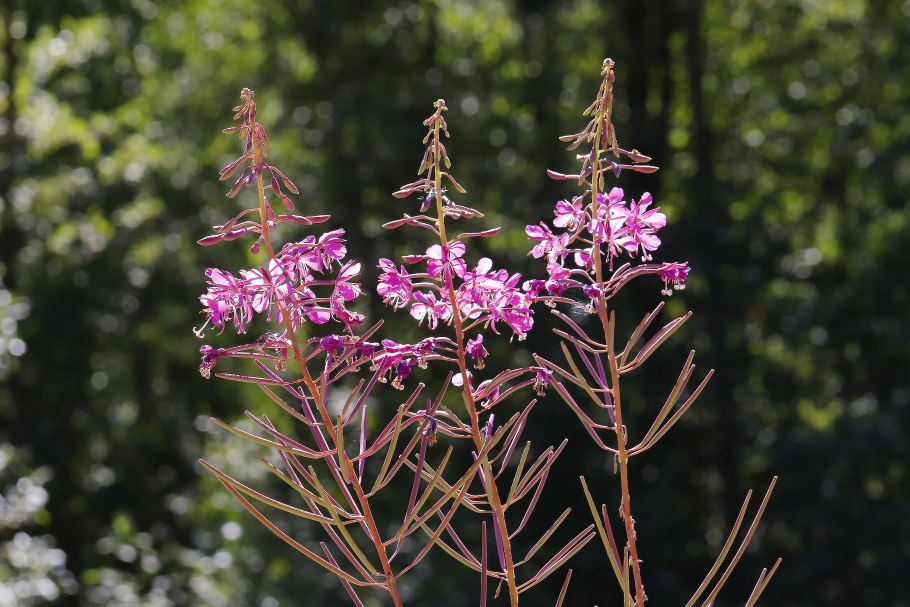 Иван чай кипрей пчелы