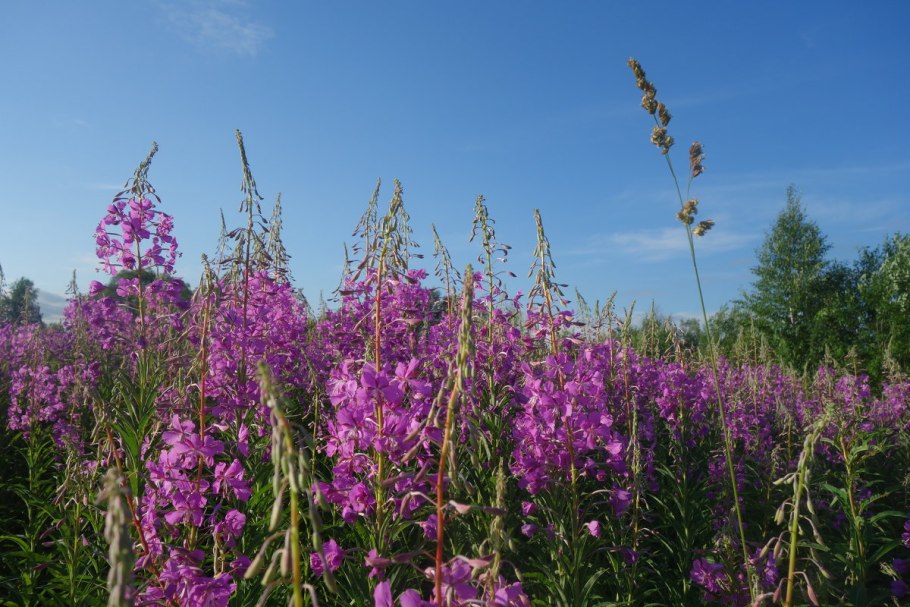 Растение кипрей узколистный