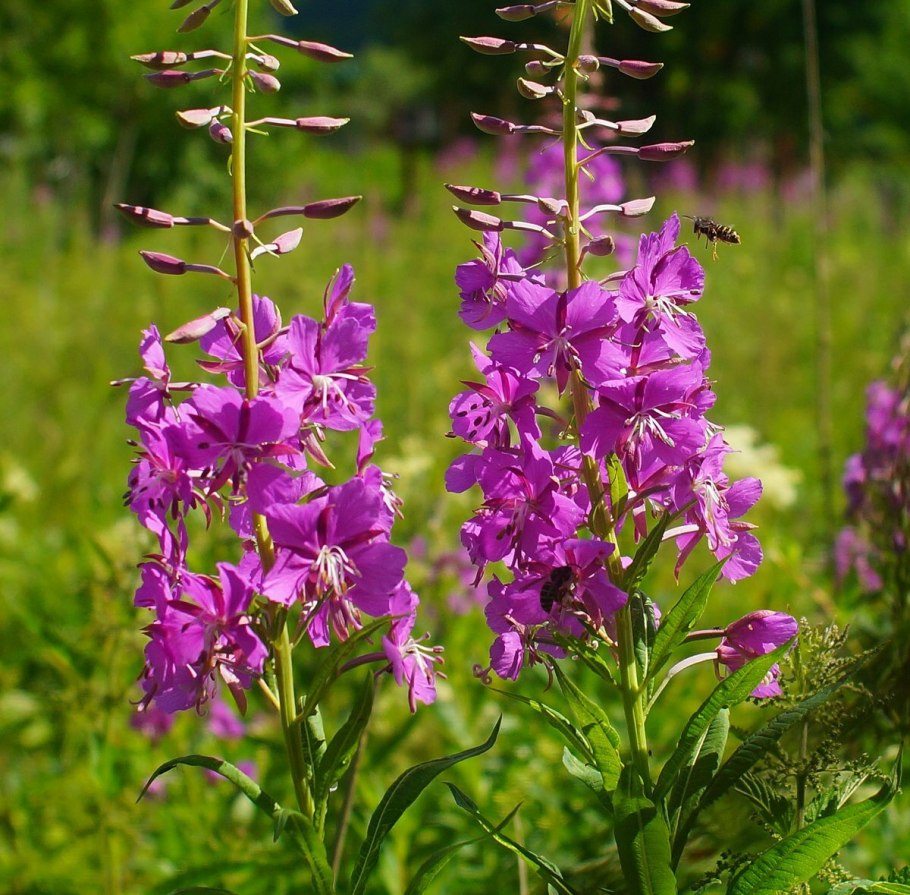 Иван-чай (кипрей)