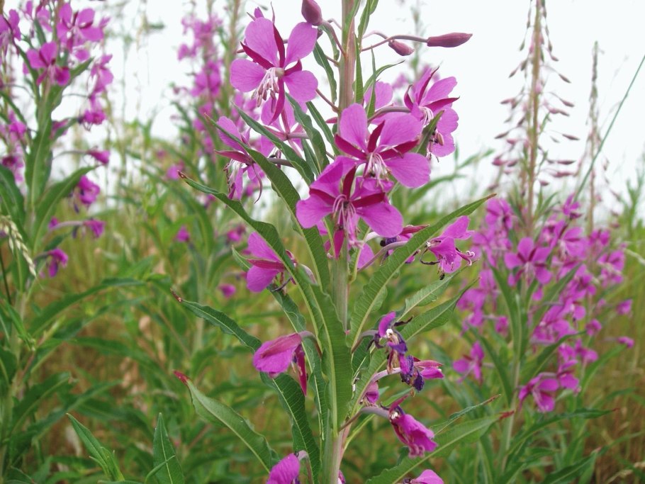 Кипрей узколистный семейство